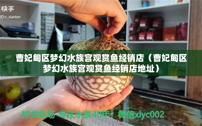 曹妃甸区梦幻水族宫观赏鱼经销店（曹妃甸区梦幻水族宫观赏鱼经销店地址）