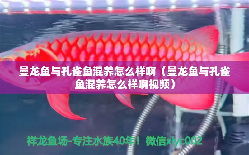 曼龙鱼与孔雀鱼混养怎么样啊（曼龙鱼与孔雀鱼混养怎么样啊视频） 广州龙鱼批发市场