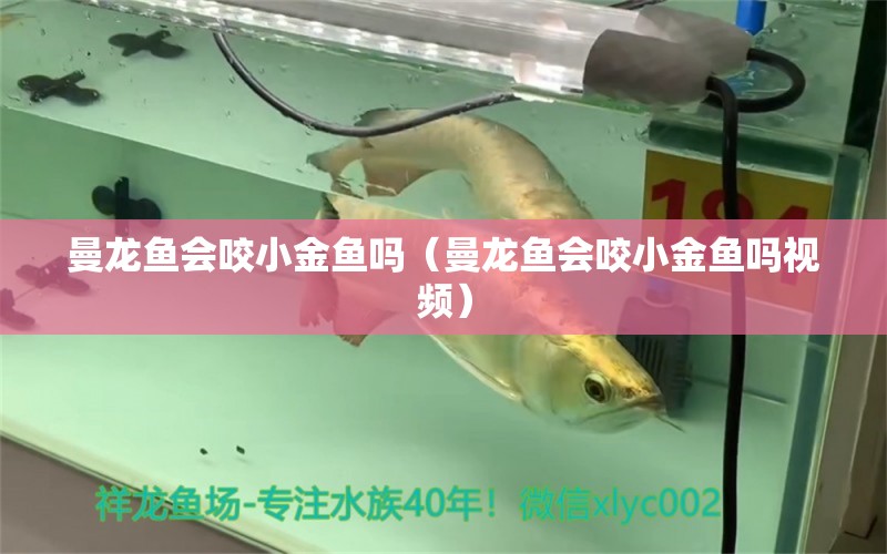 曼龙鱼会咬小金鱼吗（曼龙鱼会咬小金鱼吗视频） 祥龙水族医院