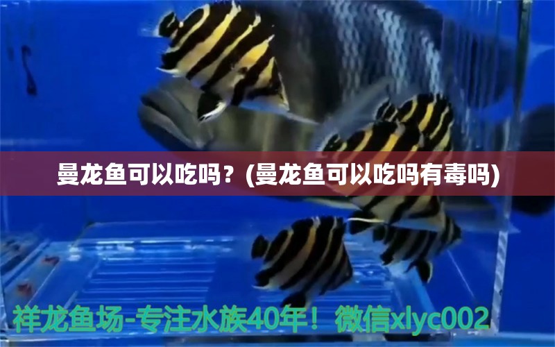 曼龙鱼可以吃吗？(曼龙鱼可以吃吗有毒吗) 马拉莫宝石鱼苗