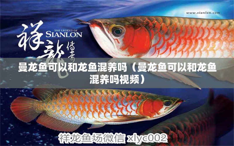 曼龙鱼可以和龙鱼混养吗（曼龙鱼可以和龙鱼混养吗视频） 广州龙鱼批发市场