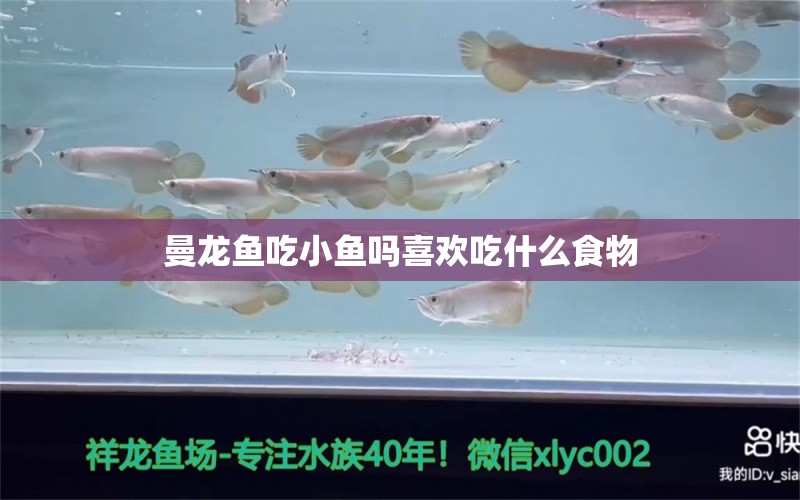 曼龙鱼吃小鱼吗喜欢吃什么食物