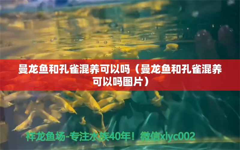 曼龙鱼和孔雀混养可以吗（曼龙鱼和孔雀混养可以吗图片） 祥龙水族医院