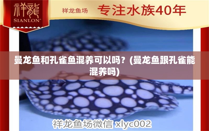 曼龙鱼和孔雀鱼混养可以吗？(曼龙鱼跟孔雀能混养吗) 水族灯（鱼缸灯）