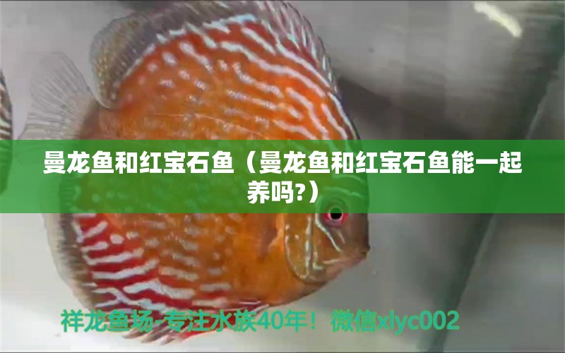 曼龙鱼和红宝石鱼（曼龙鱼和红宝石鱼能一起养吗?） 观赏鱼