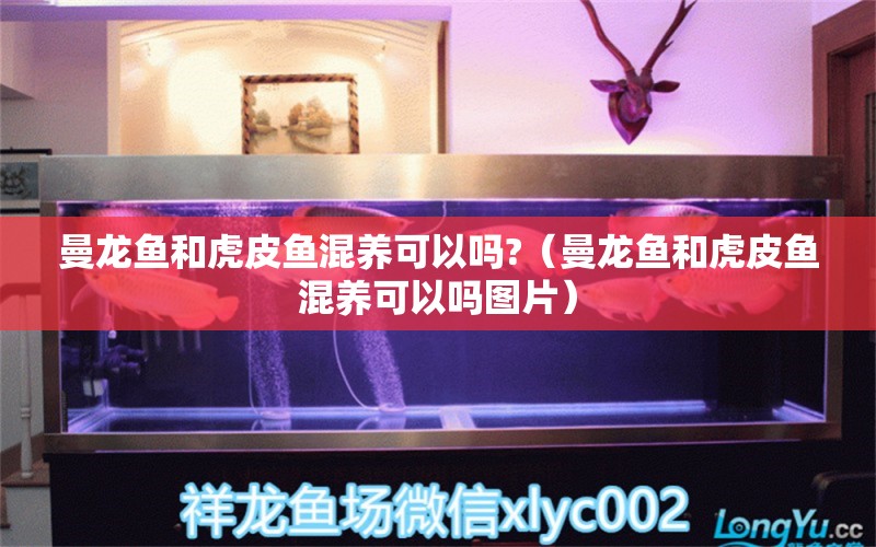 曼龙鱼和虎皮鱼混养可以吗?（曼龙鱼和虎皮鱼混养可以吗图片） 广州龙鱼批发市场