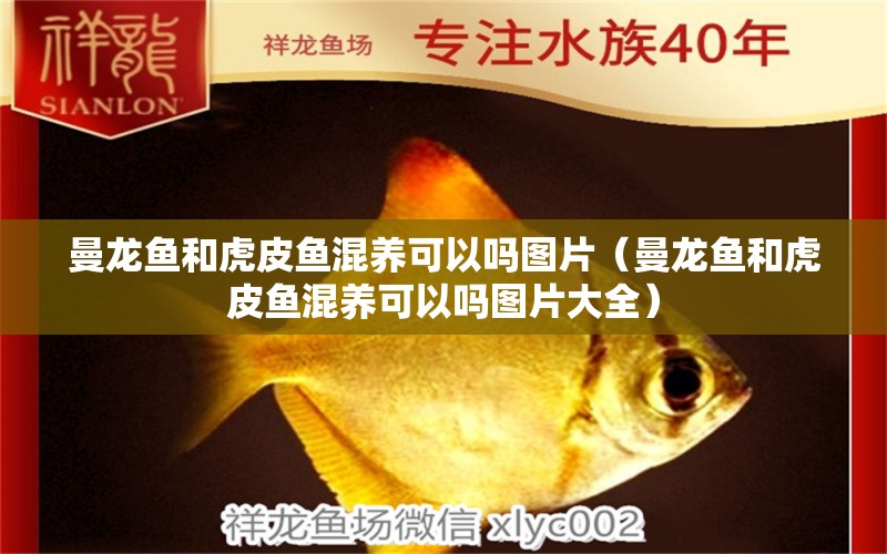 曼龙鱼和虎皮鱼混养可以吗图片（曼龙鱼和虎皮鱼混养可以吗图片大全） 广州龙鱼批发市场