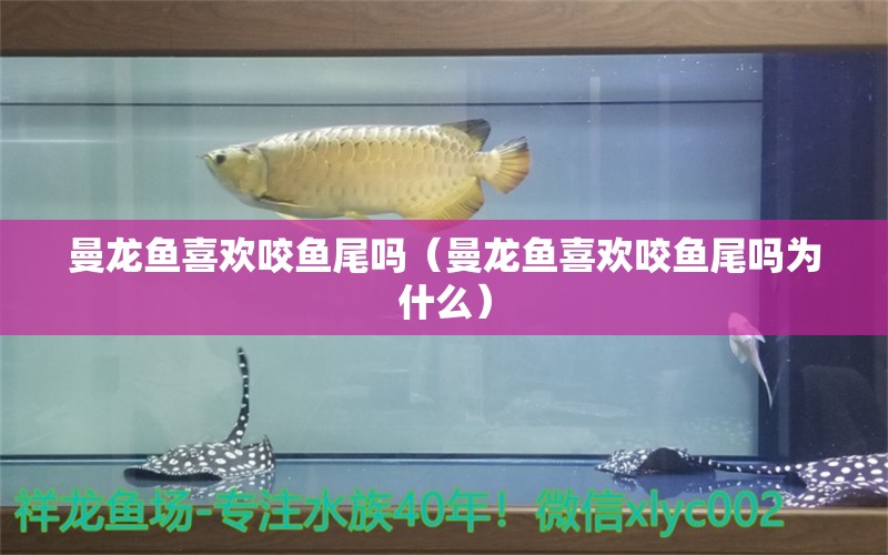 曼龙鱼喜欢咬鱼尾吗（曼龙鱼喜欢咬鱼尾吗为什么）