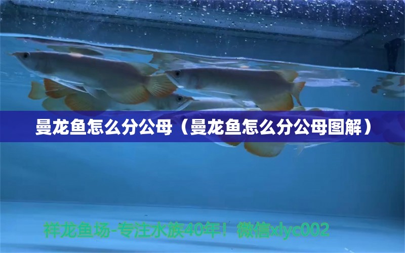 曼龙鱼怎么分公母（曼龙鱼怎么分公母图解） 祥龙水族医院