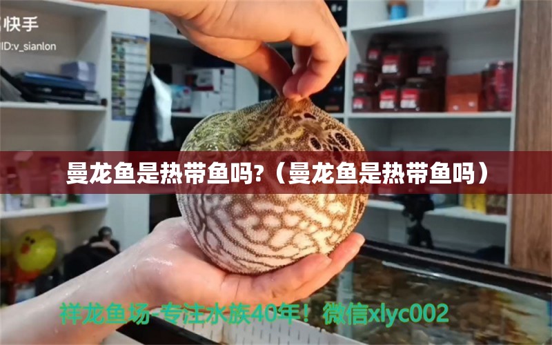 曼龙鱼是热带鱼吗?（曼龙鱼是热带鱼吗）