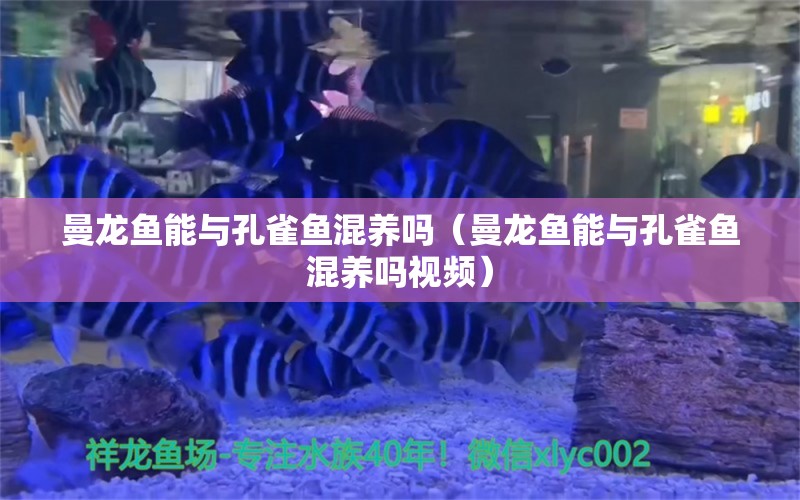 曼龙鱼能与孔雀鱼混养吗（曼龙鱼能与孔雀鱼混养吗视频） 广州龙鱼批发市场