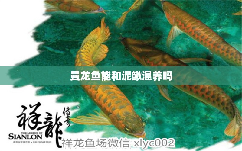 曼龙鱼能和泥鳅混养吗 水族问答 第1张