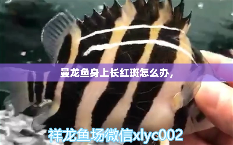 曼龙鱼身上长红斑怎么办， 全国水族馆企业名录