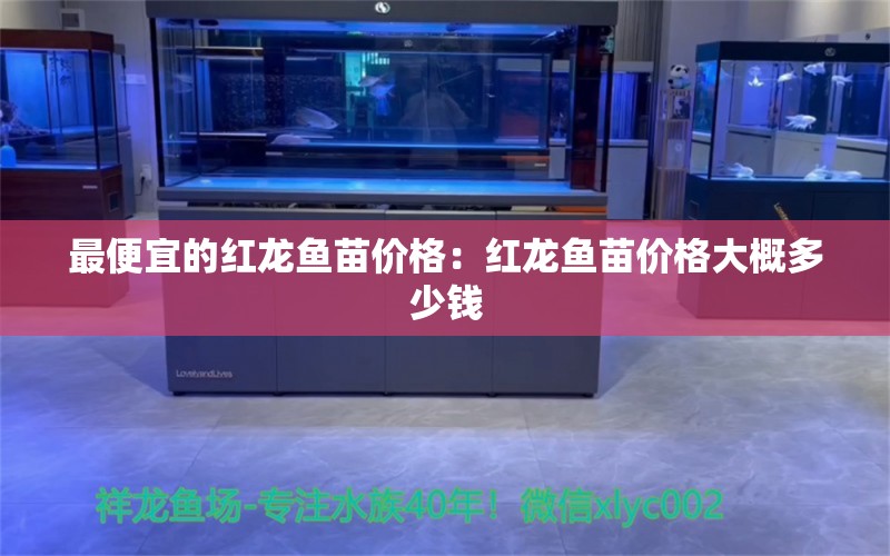 最便宜的红龙鱼苗价格：红龙鱼苗价格大概多少钱