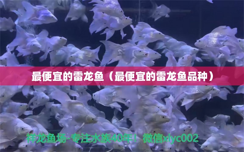 最便宜的雷龙鱼（最便宜的雷龙鱼品种） 龙鱼疾病与治疗