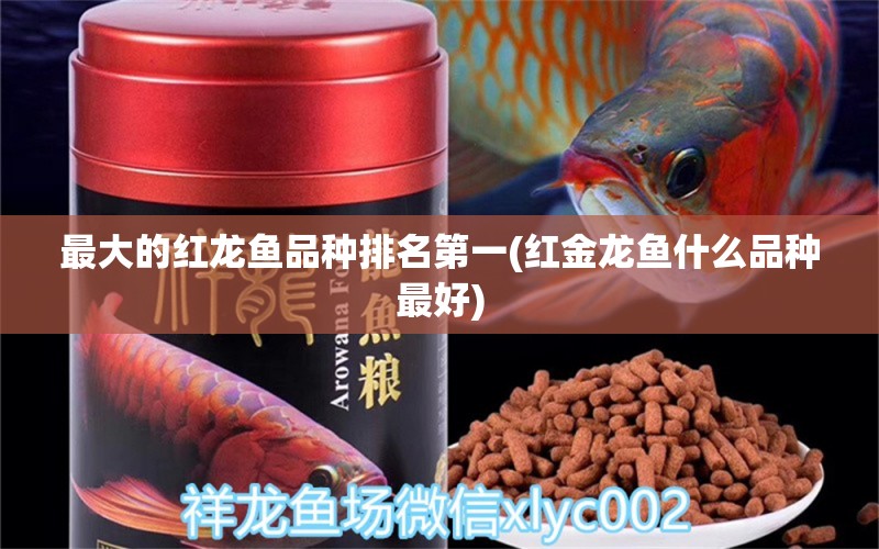 最大的红龙鱼品种排名第一(红金龙鱼什么品种最好) 定时器/自控系统 第2张