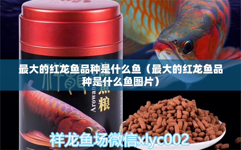 最大的红龙鱼品种是什么鱼（最大的红龙鱼品种是什么鱼图片） 量子养鱼技术