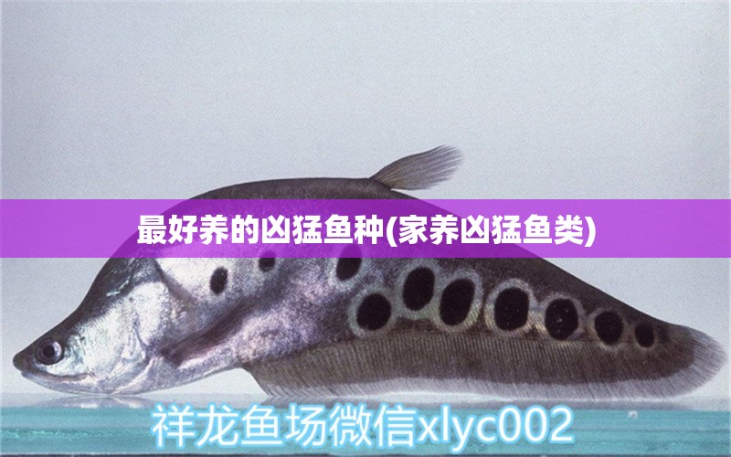 最好养的凶猛鱼种(家养凶猛鱼类) 泰国斗鱼