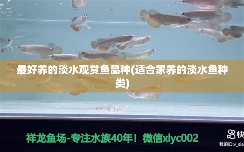 最好养的淡水观赏鱼品种(适合家养的淡水鱼种类)