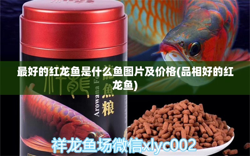 最好的红龙鱼是什么鱼图片及价格(品相好的红龙鱼) 飞凤鱼