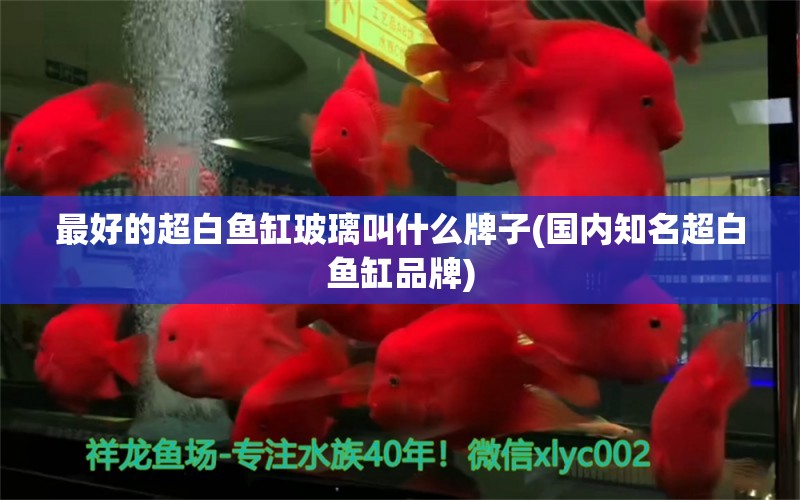 最好的超白鱼缸玻璃叫什么牌子(国内知名超白鱼缸品牌) 鱼缸风水 第1张