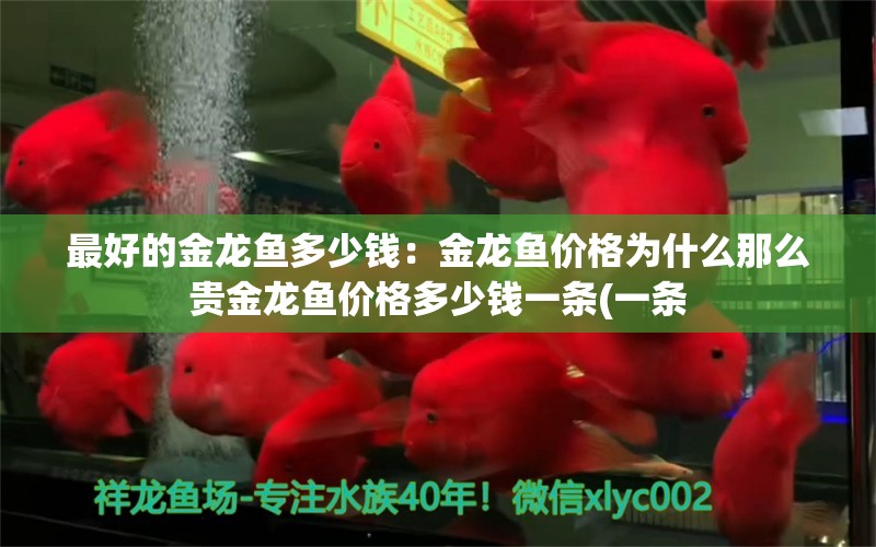 最好的金龙鱼多少钱：金龙鱼价格为什么那么贵金龙鱼价格多少钱一条(一条