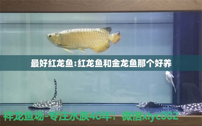 最好红龙鱼:红龙鱼和金龙鱼那个好养