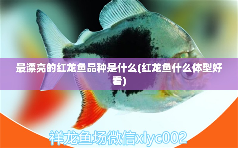 最漂亮的红龙鱼品种是什么(红龙鱼什么体型好看)