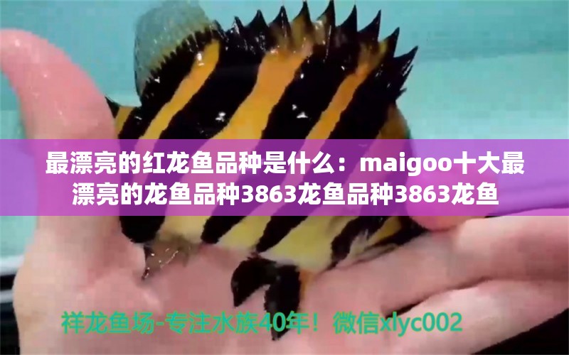 最漂亮的红龙鱼品种是什么：maigoo十大最漂亮的龙鱼品种3863龙鱼品种3863龙鱼