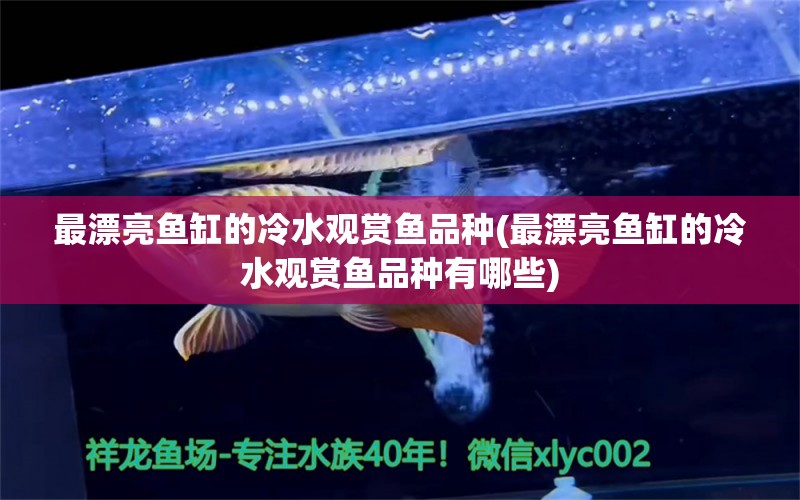 最漂亮鱼缸的冷水观赏鱼品种(最漂亮鱼缸的冷水观赏鱼品种有哪些)