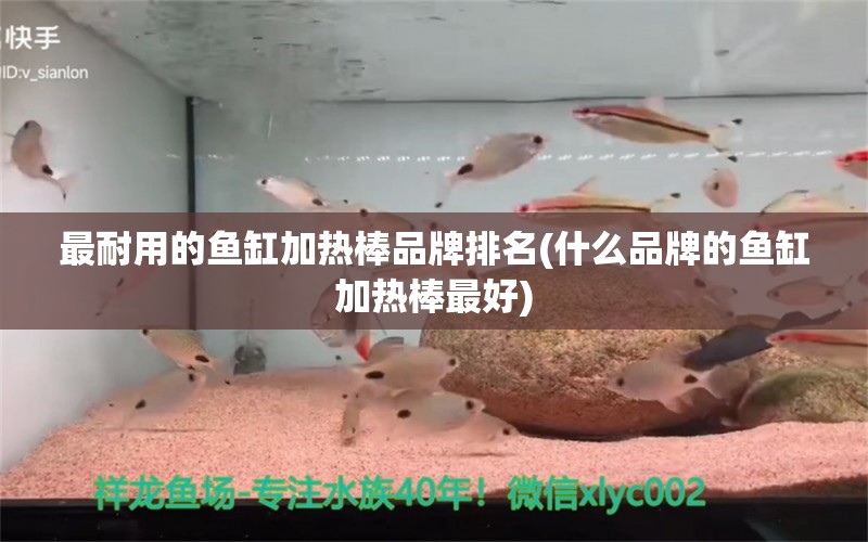 最耐用的鱼缸加热棒品牌排名(什么品牌的鱼缸加热棒最好) 黄金河虎鱼 第1张