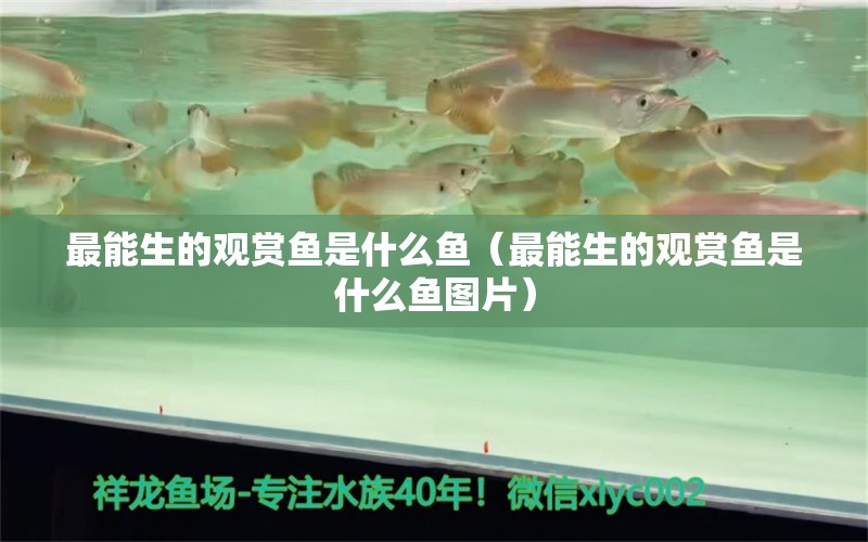 最能生的观赏鱼是什么鱼（最能生的观赏鱼是什么鱼图片） 量子养鱼技术