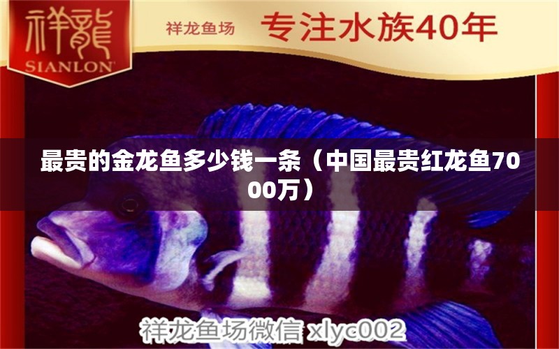 最贵的金龙鱼多少钱一条（中国最贵红龙鱼7000万） 广州龙鱼批发市场