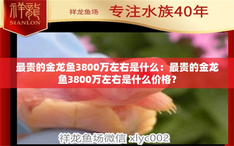 最贵的金龙鱼3800万左右是什么：最贵的金龙鱼3800万左右是什么价格？