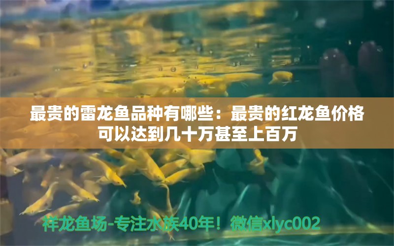 最贵的雷龙鱼品种有哪些：最贵的红龙鱼价格可以达到几十万甚至上百万