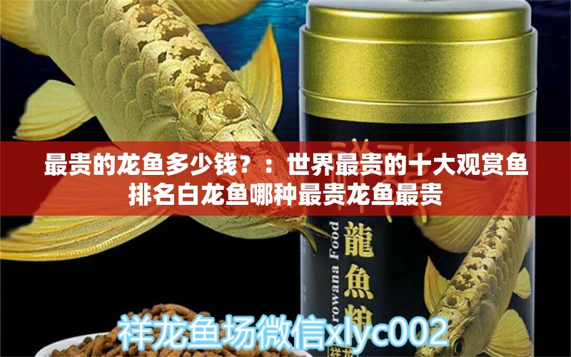 最贵的龙鱼多少钱？：世界最贵的十大观赏鱼排名白龙鱼哪种最贵龙鱼最贵