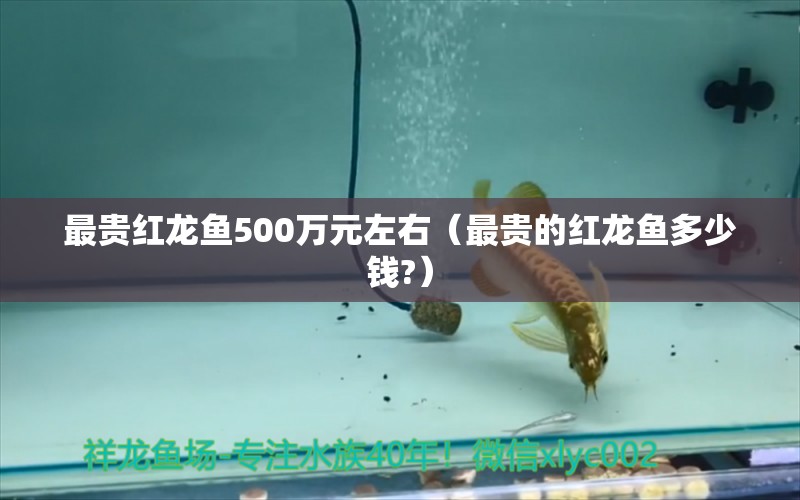 最贵红龙鱼500万元左右（最贵的红龙鱼多少钱?）