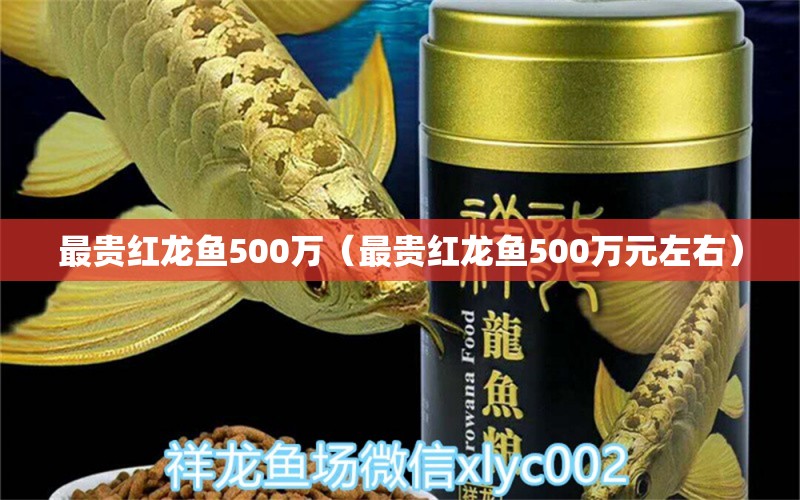 最贵红龙鱼500万（最贵红龙鱼500万元左右） 印尼红龙鱼