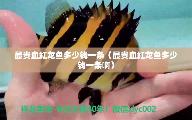 最贵血红龙鱼多少钱一条（最贵血红龙鱼多少钱一条啊） 广州龙鱼批发市场