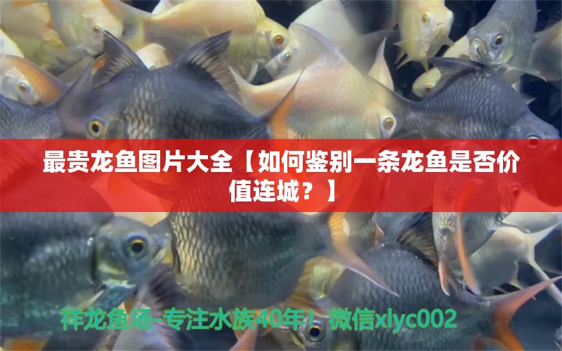 最贵龙鱼图片大全【如何鉴别一条龙鱼是否价值连城？】 水族问答 第2张