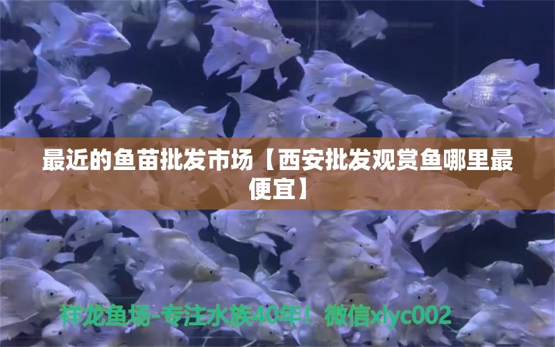 最近的鱼苗批发市场【西安批发观赏鱼哪里最便宜】