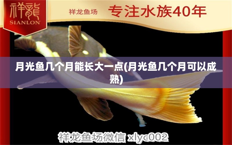 月光鱼几个月能长大一点(月光鱼几个月可以成熟) 红魔王银版鱼