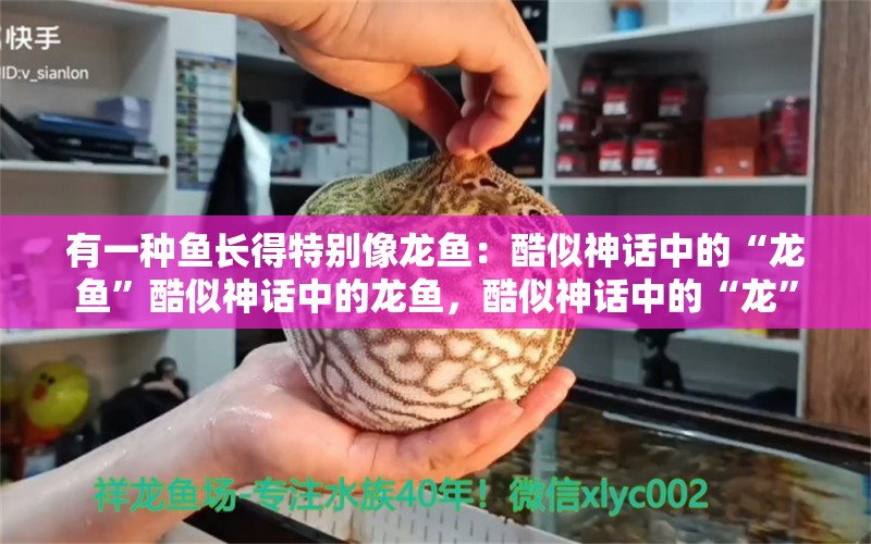 有一种鱼长得特别像龙鱼：酷似神话中的“龙鱼”酷似神话中的龙鱼，酷似神话中的“龙” 龙鱼百科 第1张