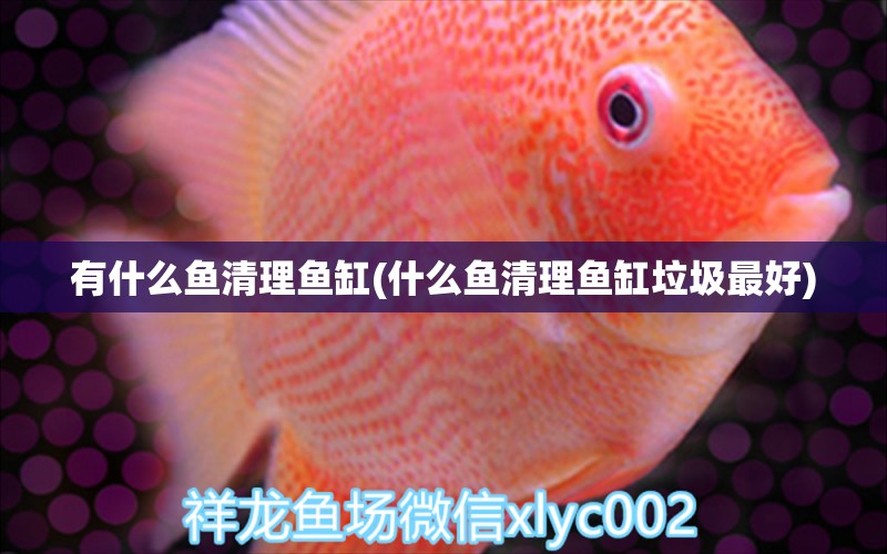 有什么鱼清理鱼缸(什么鱼清理鱼缸垃圾最好) 金龙福龙鱼 第1张