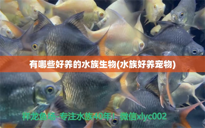 有哪些好养的水族生物(水族好养宠物)