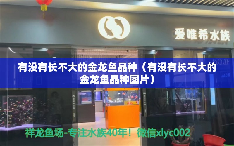 有没有长不大的金龙鱼品种（有没有长不大的金龙鱼品种图片） 龙鱼疾病与治疗