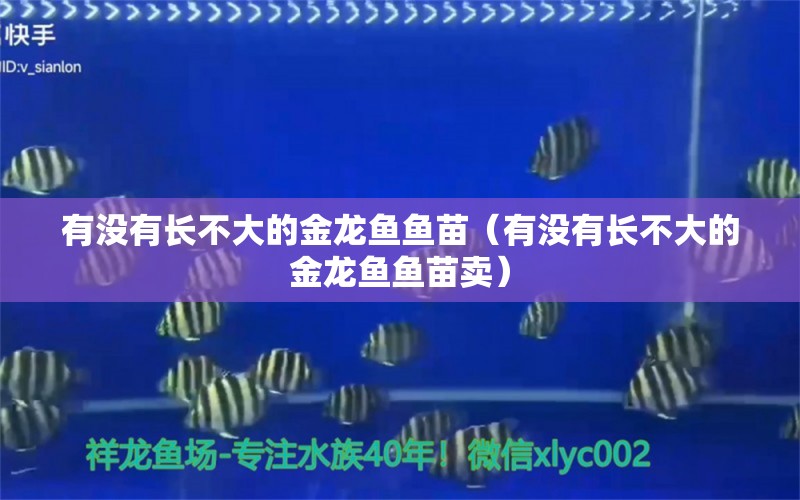 有没有长不大的金龙鱼鱼苗（有没有长不大的金龙鱼鱼苗卖）