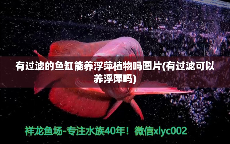 有过滤的鱼缸能养浮萍植物吗图片(有过滤可以养浮萍吗)