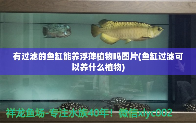 有过滤的鱼缸能养浮萍植物吗图片(鱼缸过滤可以养什么植物)