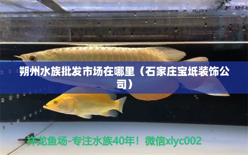 朔州水族批发市场在哪里（石家庄宝坻装饰公司）